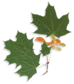 Green maple leaves