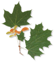 Green maple leaves